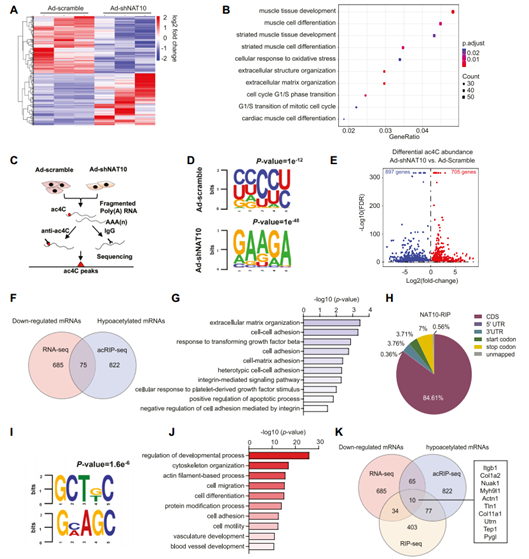 VSMC中受NAT10 ac4C修饰调控的mRNA鉴定