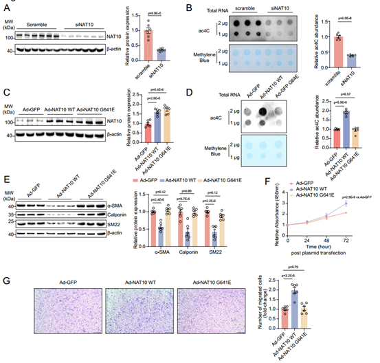 NAT10介导HASMC的ac4C修饰