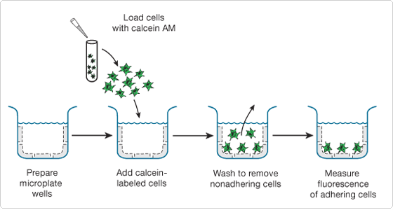 钙黄绿素-AM粘附实验流程